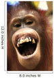 Laughing Orangutan
