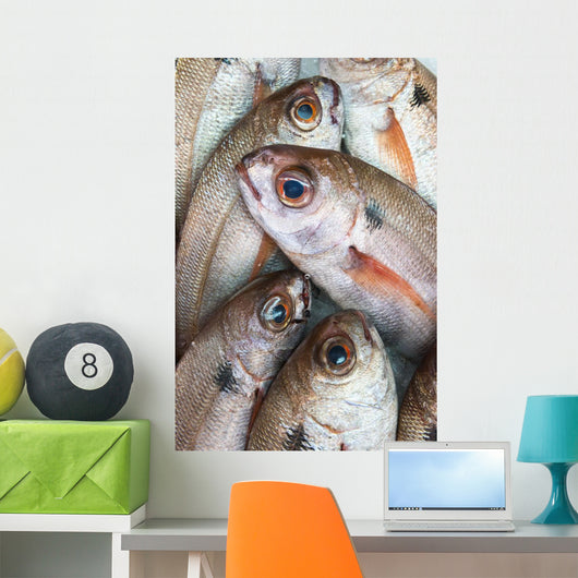 Fresh Caught Fish Wall Mural