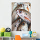 Fresh Caught Fish Wall Mural