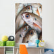 Fresh Caught Fish Wall Mural