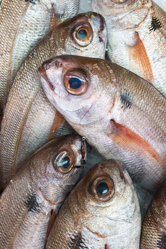 Fresh Caught Fish Wall Mural