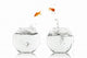 Goldfish Jump