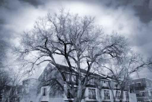Dramatic Trees Wall Decal