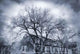 Dramatic Trees Wall Decal