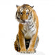 Tigre Assis Sur Son Wall Decal