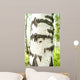 Birch