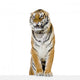 Tiger Its Front Paws Wall Decal