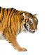 Standing Tiger Wall Decal