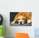 Close Up Portrait Of A Golden Retriever Dog Laying Down Wall Mural