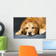 Close Up Portrait Of A Golden Retriever Dog Laying Down Wall Mural