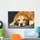 Close Up Portrait Of A Golden Retriever Dog Laying Down Wall Mural