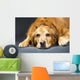 Close Up Portrait Of A Golden Retriever Dog Laying Down Wall Mural
