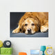 Close Up Portrait Of A Golden Retriever Dog Laying Down Wall Mural