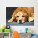 Close Up Portrait Of A Golden Retriever Dog Laying Down Wall Mural