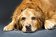 Close Up Portrait Of A Golden Retriever Dog Laying Down Wall Mural