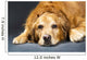 Close Up Portrait Of A Golden Retriever Dog Laying Down Wall Mural