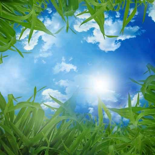 Grass and Blue Sky Wall Decal