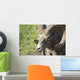 Close Up Of A Bighorn Sheep Wall Mural