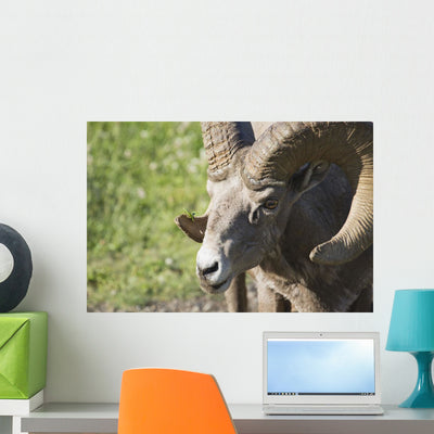Up Bighorn Sheep Wall Mural shown on a wall