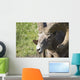 Close Up Of A Bighorn Sheep Wall Mural