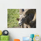 Close Up Of A Bighorn Sheep Wall Mural