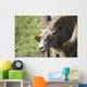 Close Up Of A Bighorn Sheep Wall Mural