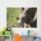 Close Up Of A Bighorn Sheep Wall Mural