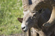 Close Up Of A Bighorn Sheep Wall Mural