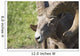 Close Up Of A Bighorn Sheep Wall Mural