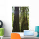 Redwoods In Muir Woods National Monument Wall Mural