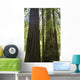 Redwoods In Muir Woods National Monument Wall Mural