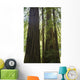 Redwoods In Muir Woods National Monument Wall Mural