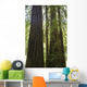 Redwoods In Muir Woods National Monument Wall Mural