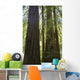 Redwoods In Muir Woods National Monument Wall Mural