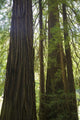Redwoods In Muir Woods National Monument Wall Mural