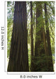 Redwoods In Muir Woods National Monument Wall Mural