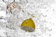 Close-up Fruit Floating Bubbly Wall Decal