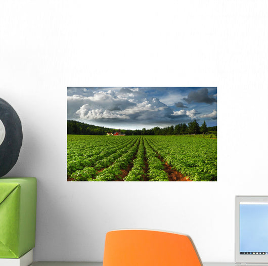 Rows Of Crops In A Potato Field Wall Mural