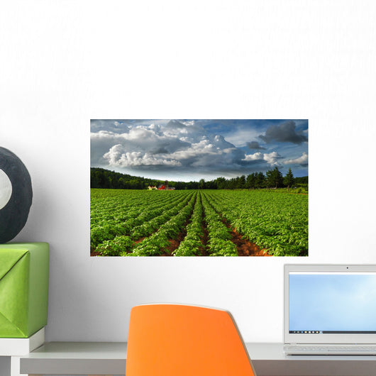 Rows Of Crops In A Potato Field Wall Mural