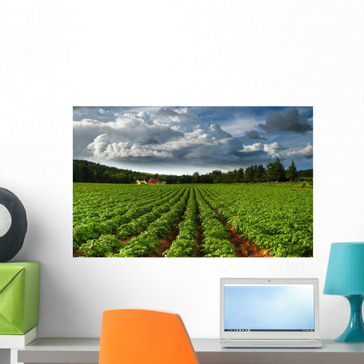 Rows Of Crops In A Potato Field Wall Mural