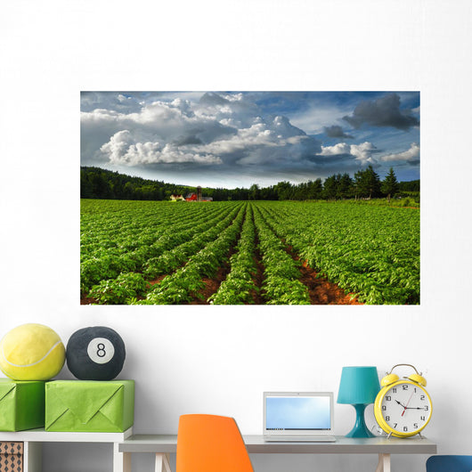 Rows Of Crops In A Potato Field Wall Mural