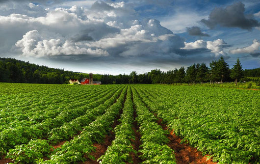 Rows Of Crops In A Potato Field Wall Mural