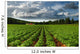 Rows Of Crops In A Potato Field Wall Mural