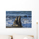 Northern Elephant Seal On The Central California Coast Wall Mural