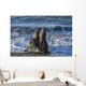 Northern Elephant Seal On The Central California Coast Wall Mural