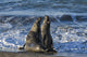 Northern Elephant Seal On The Central California Coast Wall Mural