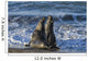 Northern Elephant Seal On The Central California Coast Wall Mural