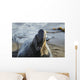 Northern Elephant Seal On The Central California Coast Wall Mural