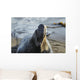 Northern Elephant Seal On The Central California Coast Wall Mural