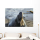 Northern Elephant Seal On The Central California Coast Wall Mural